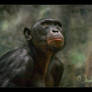 Bonobo, portrait.