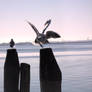 Seagulls in Venice