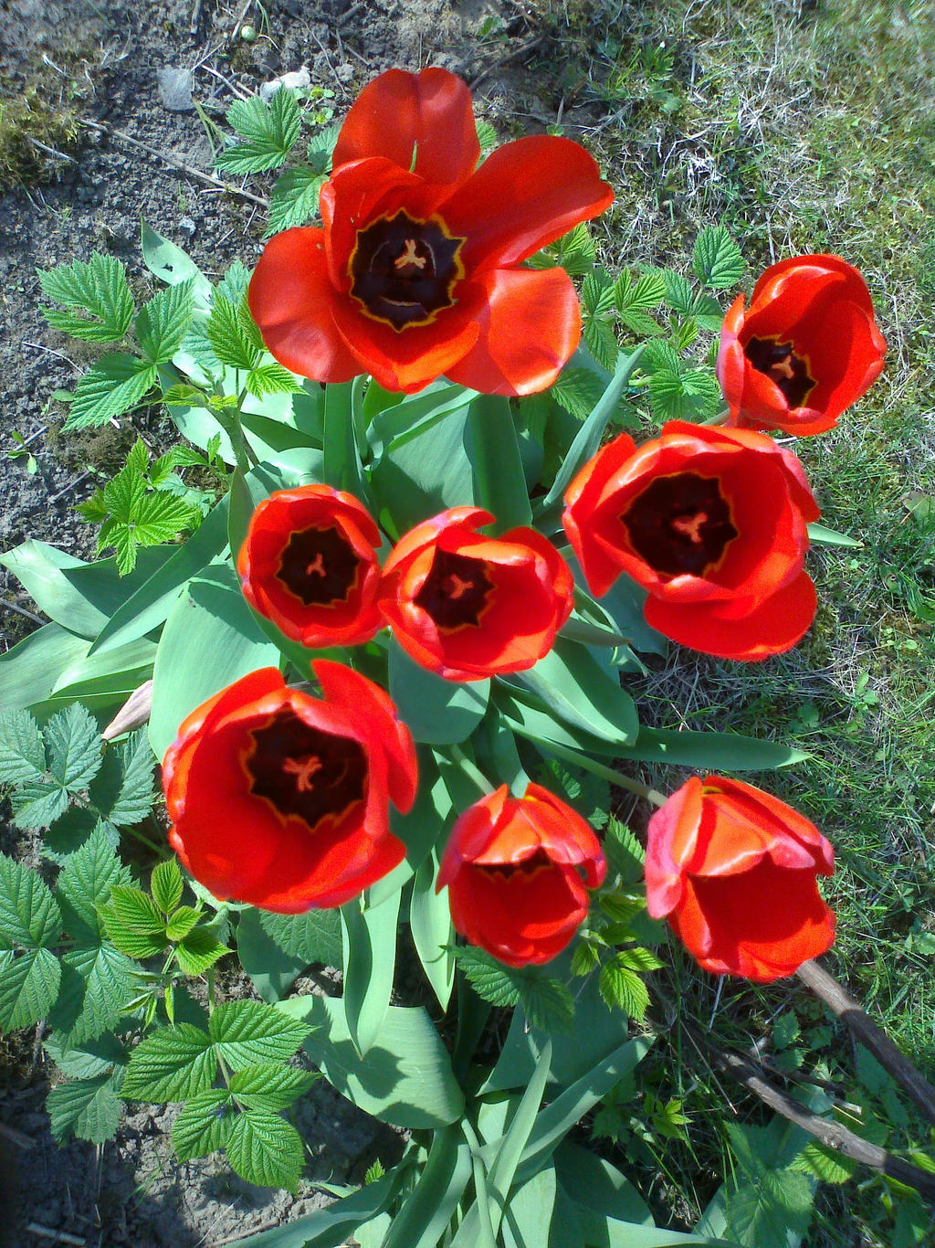 Tulips