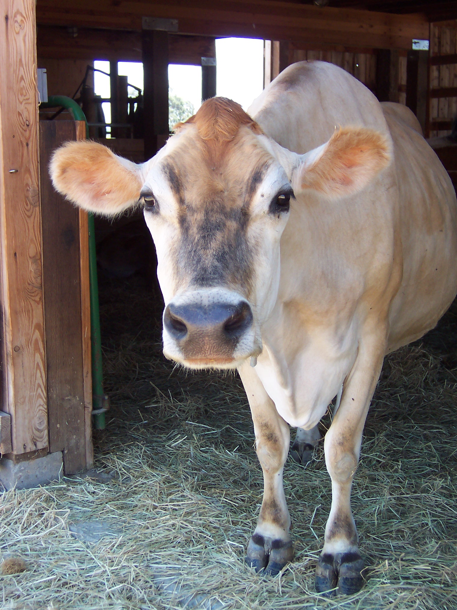 Billy in the Barn