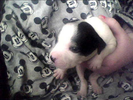 PUPPY !  Two and a half weeks old :3