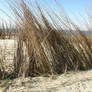 dune 2