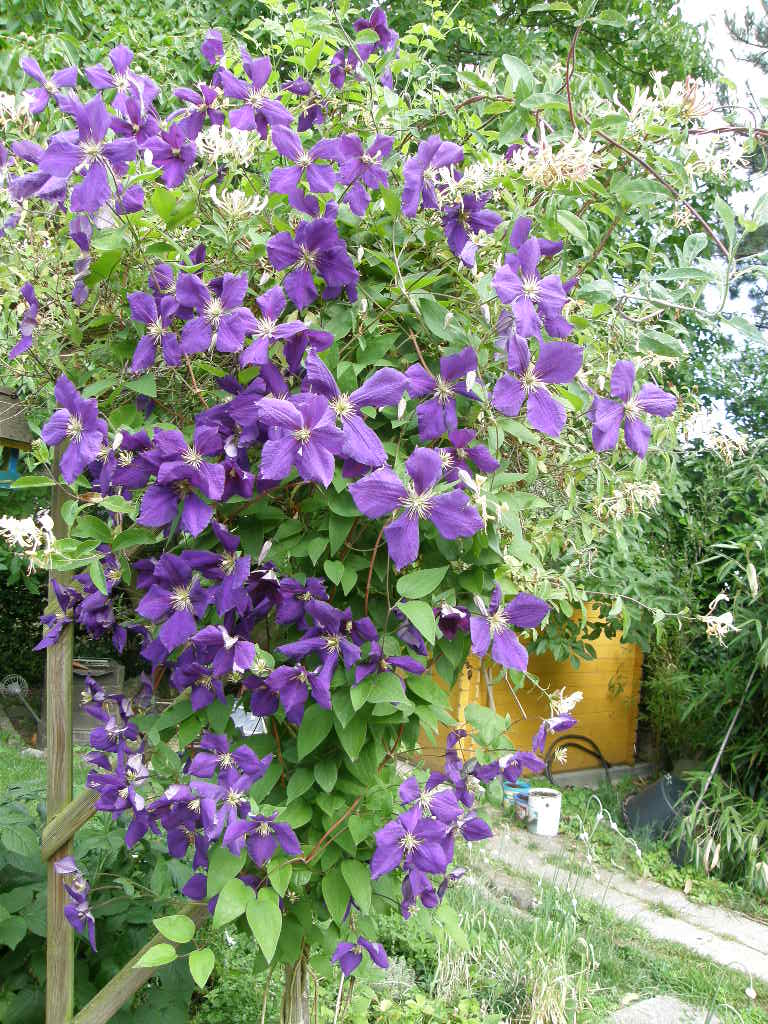 clematis 3