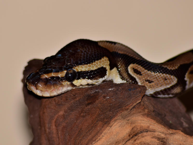 Wasabi Royal Python Royal Python by CharlyJade on DeviantArt