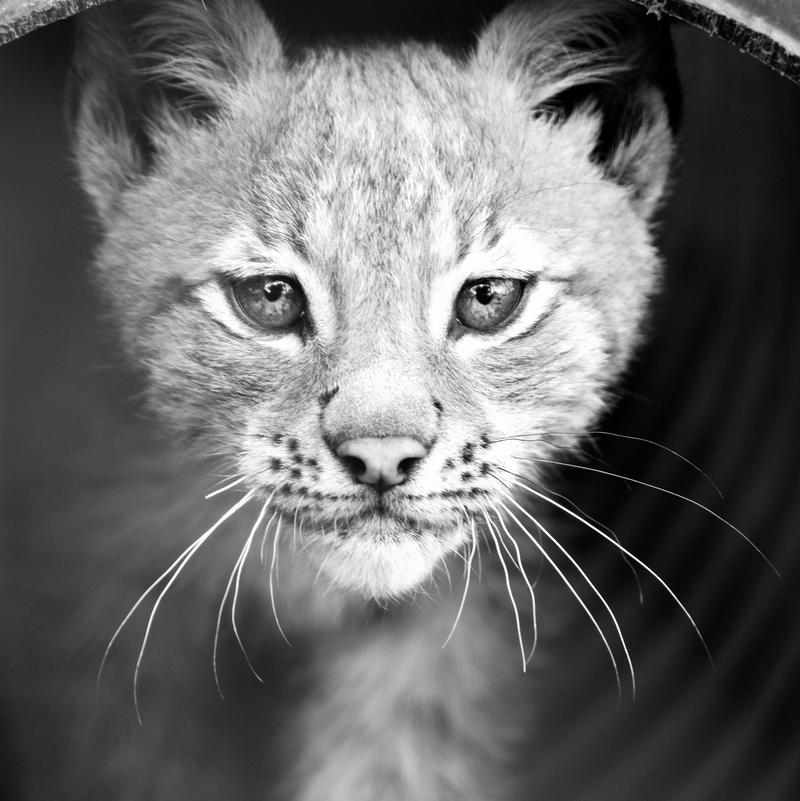 Eurasian Lynx Kitten