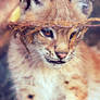 Eurasian Lynx Kitten