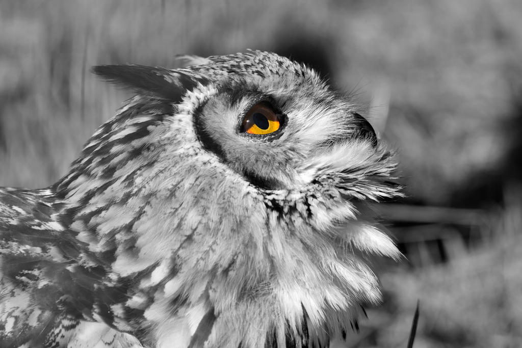 Bengal Eagle Owl by CharlyJade