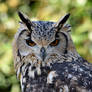 Bengal Eagle Owl