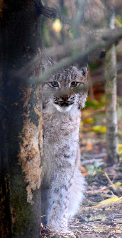 Eurasian Lynx Kitten