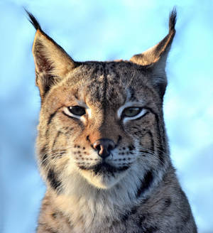 Eurasian Lynx by CharlyJade