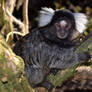 Cotton Eared Marmoset