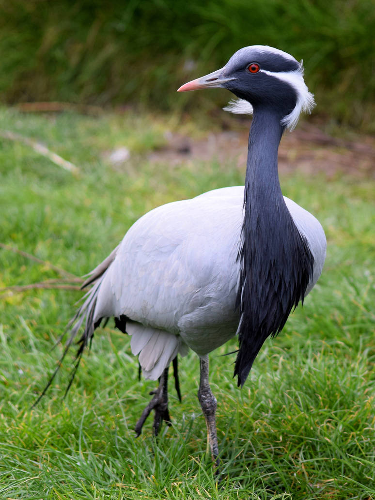 Demoiselle crane by CharlyJade