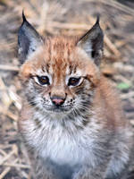 Eurasian Lynx Kitten