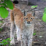 Eurasian Lynx