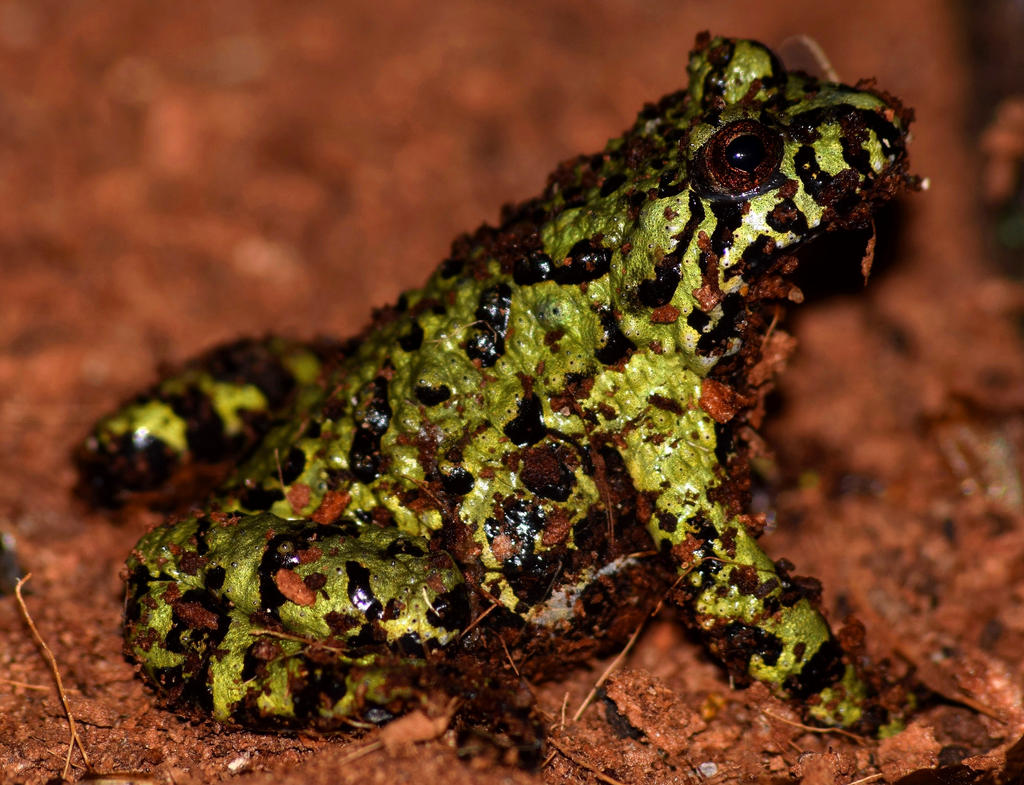 Fire-bellied Toad