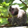 Cotton Eared Marmoset