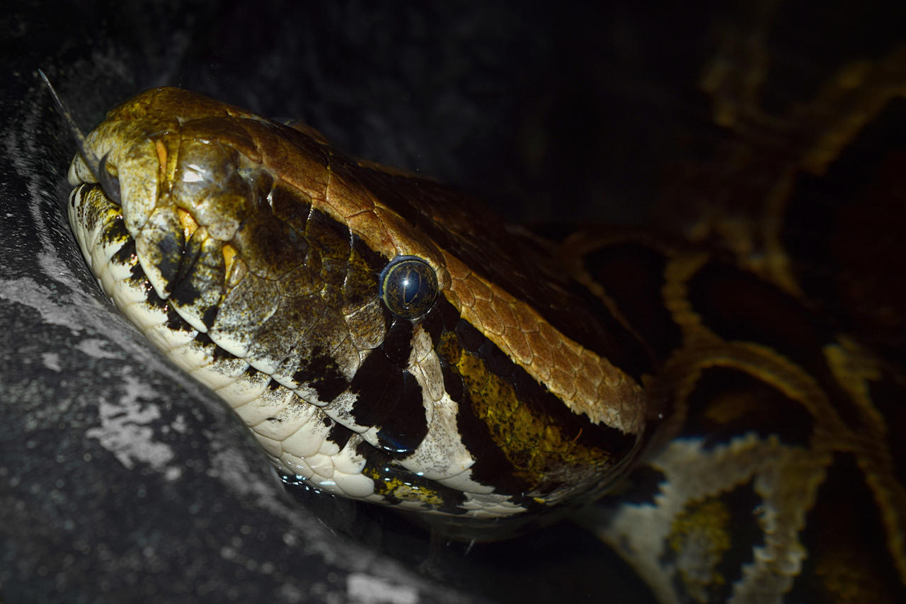 Burmese Python by CharlyJade on DeviantArt