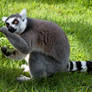 Ring-tailed Lemur