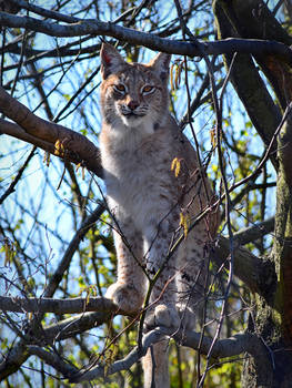 Eurasian Lynx