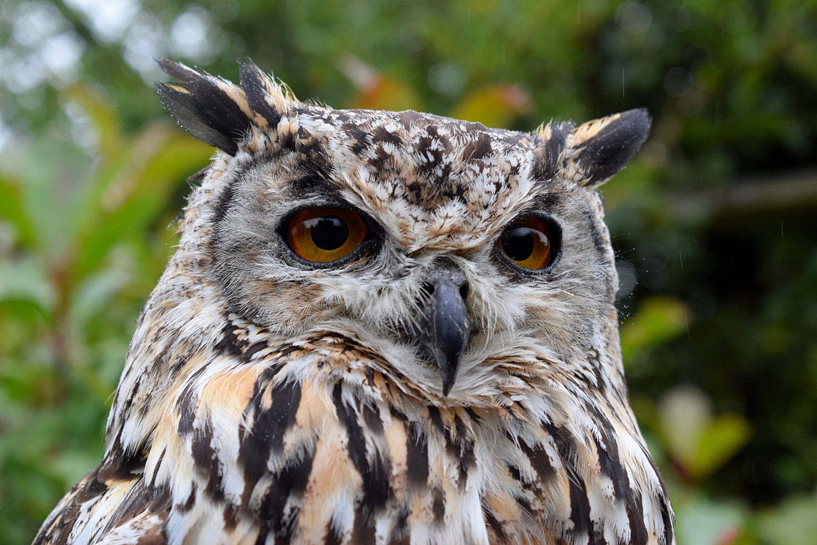 Bengal Eagle Owl