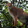 Eurasian Lynx