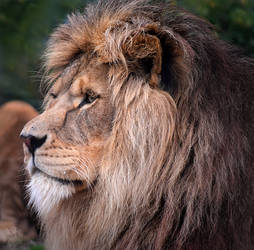 African Lion