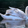 Mute Swan