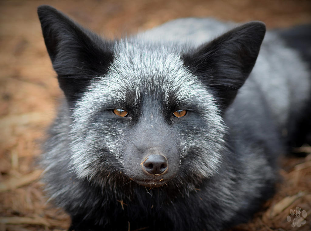 Silver Fox by CharlyJade on DeviantArt