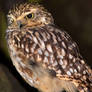 Little Owl