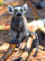 Ring-tailed Lemur Baby