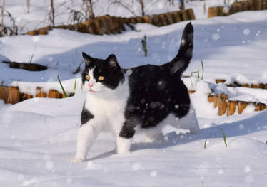 Snow Tuxedo