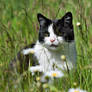 Floyd in the Garden