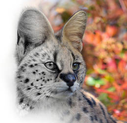 Serval Photo-Drawing