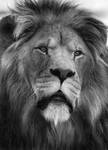 Black and White Lion by CharlyJade