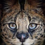 Serval Closeup
