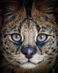 Serval Closeup