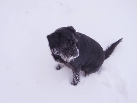 Dog in Snow