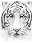 Drawing - Tiger by fernandasabaudo