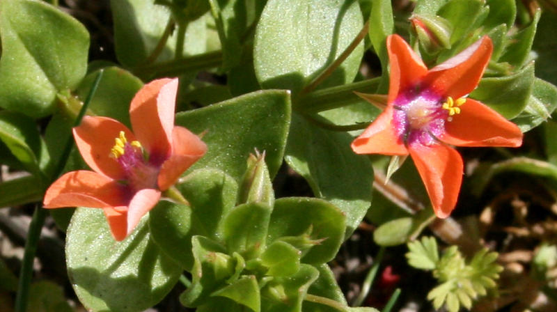 Point Reyes Spring Flowers Flowers at Point Reyes by theh on DeviantArt