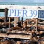 Sea Lions at Pier 39