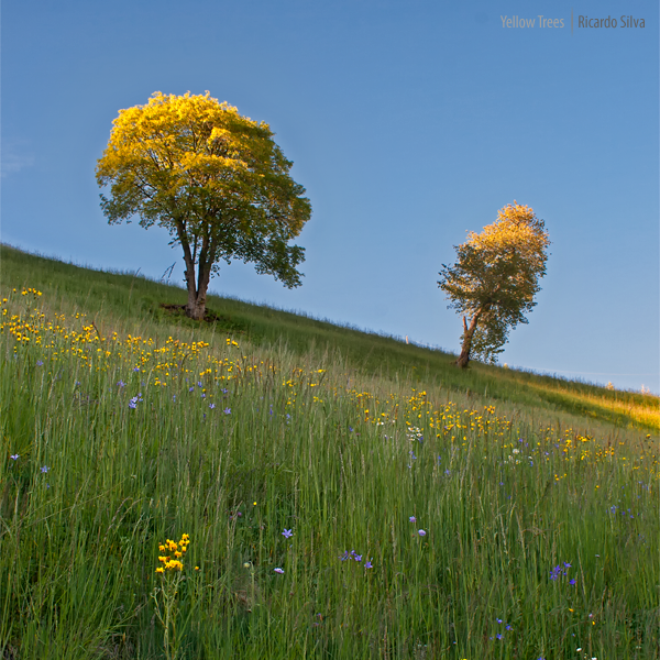 Yellow Trees