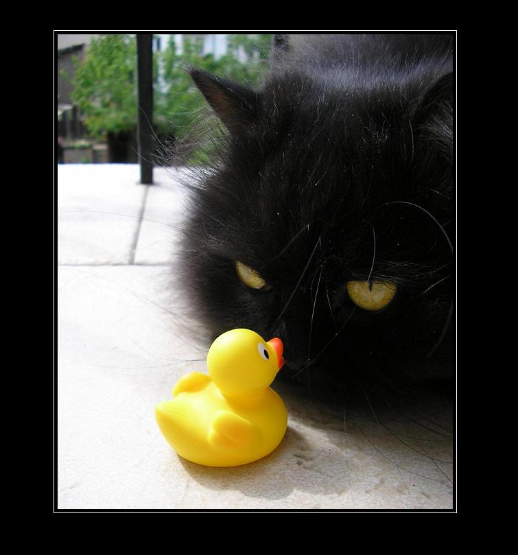 duck and cat