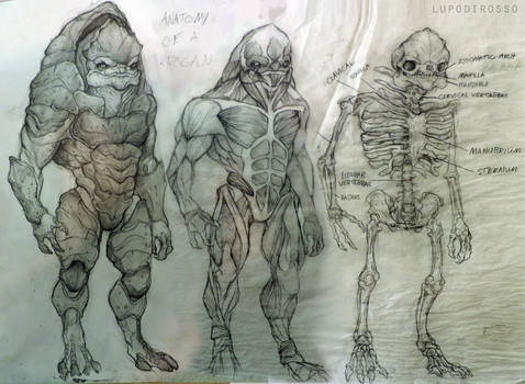 anatomy of a krogan