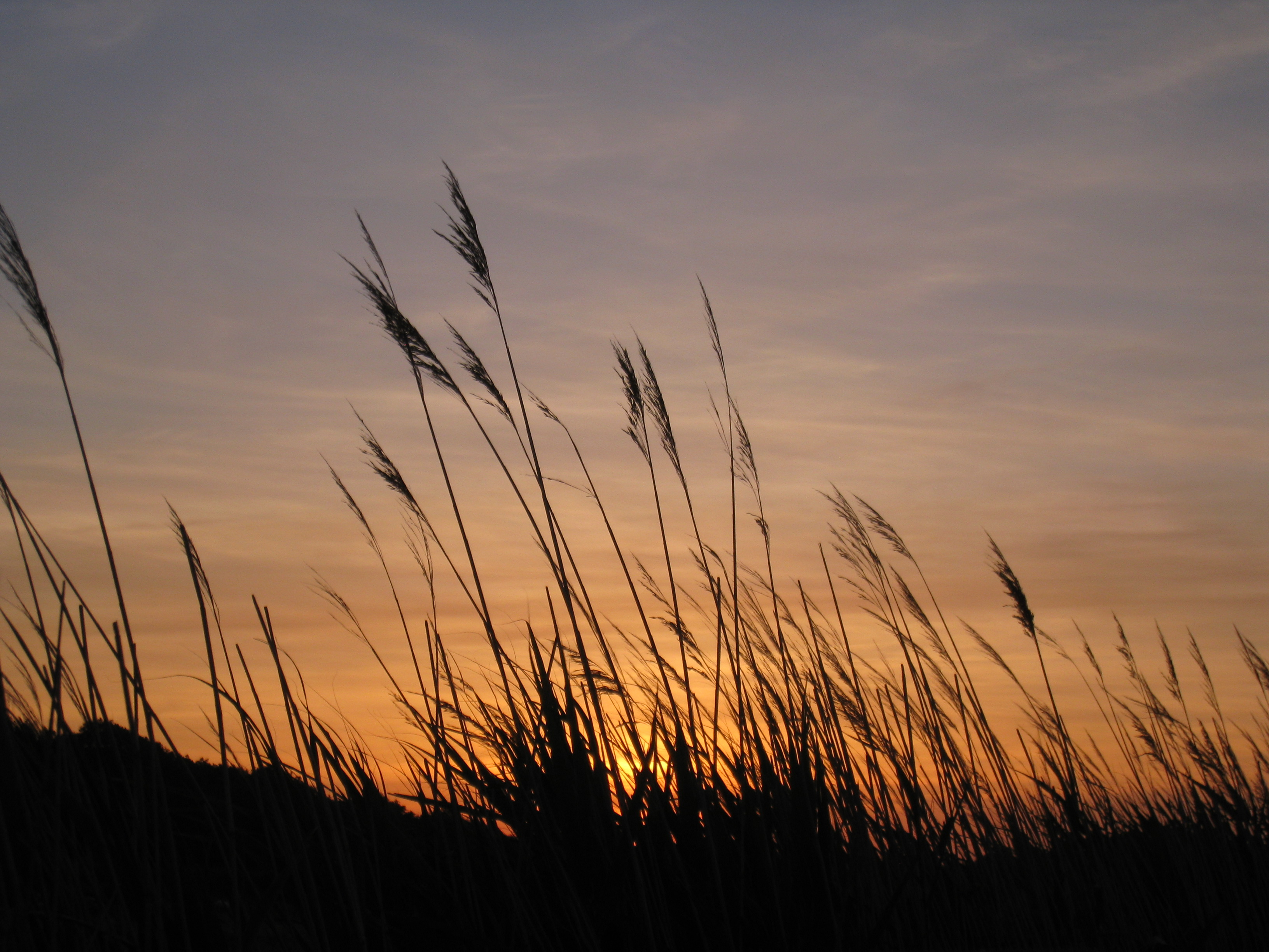 Reed at sunset