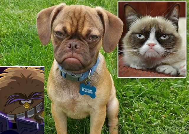 Three Grumpy Animals by GreenWingSpino32 on DeviantArt Three Grumpy Animals by GreenWingSpino32 on DeviantArt