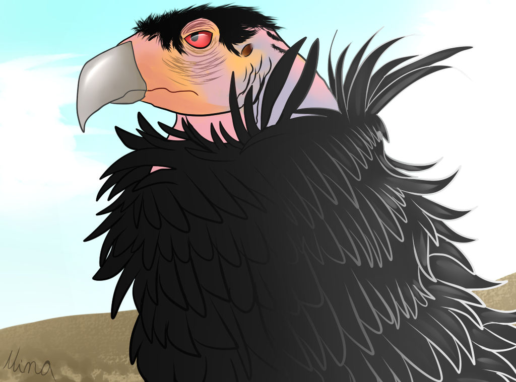 California Condor Animation California Condor by GreenWingSpino32 on DeviantArt