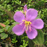 cemetery flora