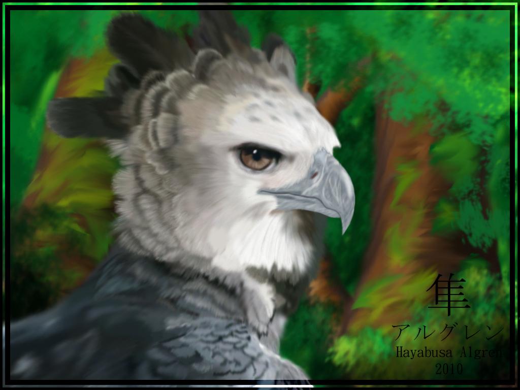 Harpy Eagle