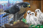 Peregrine Falcon Nest by Algren-Hayabusa