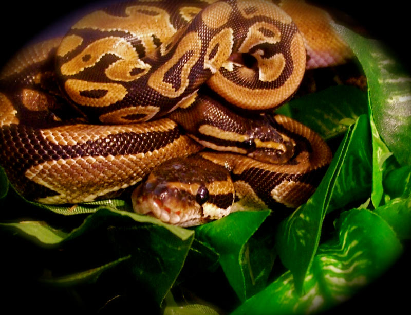 My Beloved Ball Pythons by SexySnakeLadyLUNA on DeviantArt